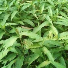 Attēlu rezultāti vaicājumam “Persicaria hydropiper leaf”