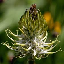 Attēlu rezultāti vaicājumam “Phyteuma spicatum”