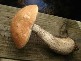 Attēlu rezultāti vaicājumam “Leccinum versipelle”