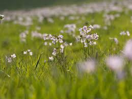 Attēlu rezultāti vaicājumam “Cardamine pratensis flower”