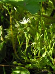 Attēlu rezultāti vaicājumam “Stellaria crassifolia”