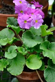Image result for Primula obconica