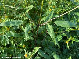 Attēlu rezultāti vaicājumam “Bidens frondosa”