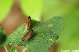 Attēlu rezultāti vaicājumam “Ectobius sylvestris male”