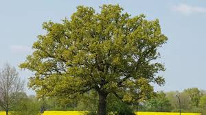 Attēlu rezultāti vaicājumam “Quercus robur”