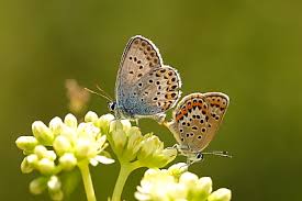 Attēlu rezultāti vaicājumam “Plebejus argus female”