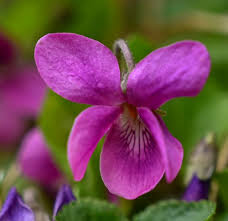 Image result for Viola odorata