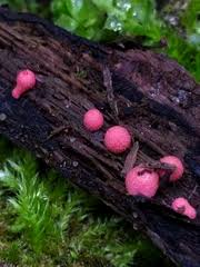 Attēlu rezultāti vaicājumam “Lycogala roseosporum sessile”