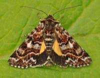 Attēlu rezultāti vaicājumam “Anarta myrtilli”