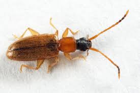 Attēlu rezultāti vaicājumam “Silvanidae”