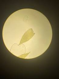 Attēlu rezultāti vaicājumam “Taxiphyllum wissgrillii”