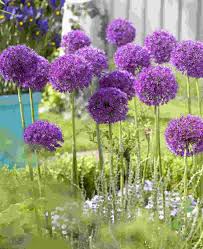 Attēlu rezultāti vaicājumam “Allium holandicum”