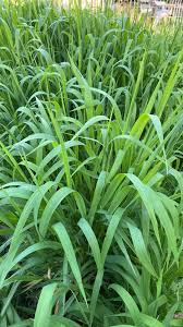 Attēlu rezultāti vaicājumam “Phalaroides arundinacea fruit”