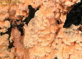 Attēlu rezultāti vaicājumam “Rhodonia placenta”