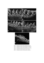 Image result for Chrysoblephus cristiceps