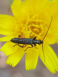 Attēlu rezultāti vaicājumam “Oedemera sp.”