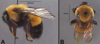 Attēlu rezultāti vaicājumam “Bombus”