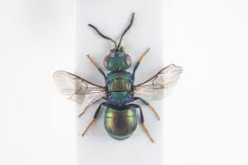 Attēlu rezultāti vaicājumam “Chrysididae”