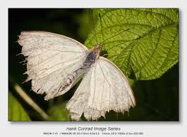 Attēlu rezultāti vaicājumam “Pieridae”