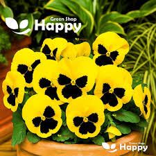 Image result for Viola x wittrockiana `Hiemalis`