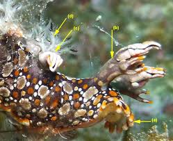 ผลการค้นหารูปภาพสำหรับ Bornella Anguilla