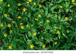 Attēlu rezultāti vaicājumam “Anemone ranunculoides leaf”