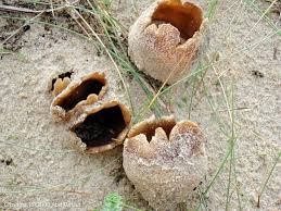 Attēlu rezultāti vaicājumam “Peziza ammophila”