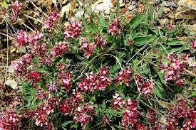 Image result for Anthyllis vulneraria