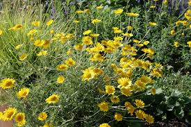 Image result for Färberkamille