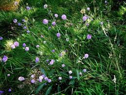 Attēlu rezultāti vaicājumam “Succisa pratensis leaf”