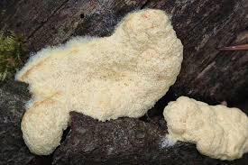 Attēlu rezultāti vaicājumam “Fuligo septica var. candida”