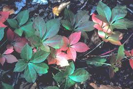 Attēlu rezultāti vaicājumam “Parthenocissus quinquefolia leaf”