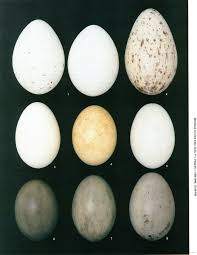 Attēlu rezultāti vaicājumam “Grus grus eggs”
