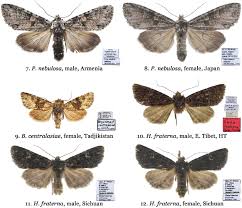 Attēlu rezultāti vaicājumam “Polia nebulosa”