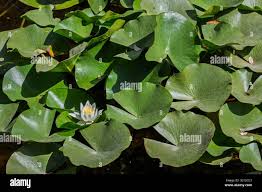 Attēlu rezultāti vaicājumam “Nymphaea alba”