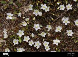Attēlu rezultāti vaicājumam “Sagina nodosa”