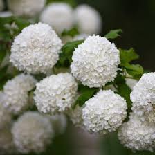 Attēlu rezultāti vaicājumam “Viburnum opulus flower”