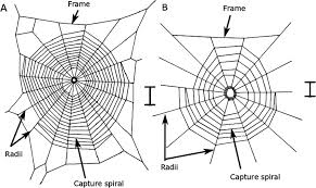 Image result for web patterns