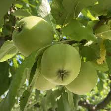 Attēlu rezultāti vaicājumam “Malus domestica”