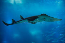 Image result for Rhynchobatus djiddensis