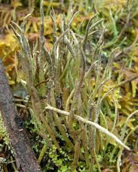 Attēlu rezultāti vaicājumam “Cladonia cornuta”