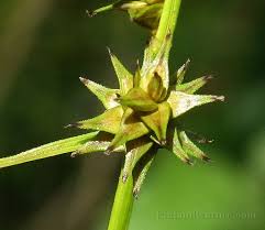 Attēlu rezultāti vaicājumam “Carex echinata”