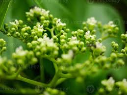 Attēlu rezultāti vaicājumam “Adoxaceae”