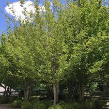 Attēlu rezultāti vaicājumam “Carpinus caroliniana”