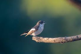 Attēlu rezultāti vaicājumam “Ficedula hypoleuca”