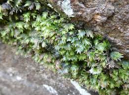 Attēlu rezultāti vaicājumam “Fissidens pusillus sporophyte”