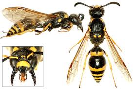 Attēlu rezultāti vaicājumam “Symmorphus sp.”