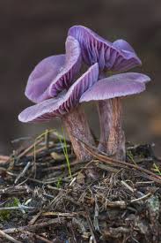 Attēlu rezultāti vaicājumam “Laccaria amethystina”