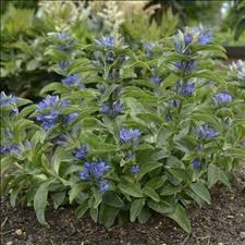Attēlu rezultāti vaicājumam “Gentiana cruciata flower”