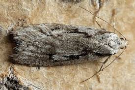 Attēlu rezultāti vaicājumam “Semioscopis avellanella”